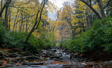 forest in autumn with water stream scenic