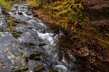 stream in the forest