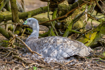 Cape Barren goose (Cereopsis novaehollandiae)