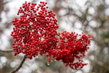 red berries on a tree