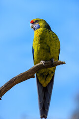 Green rosella (Platycercus caledonicus)