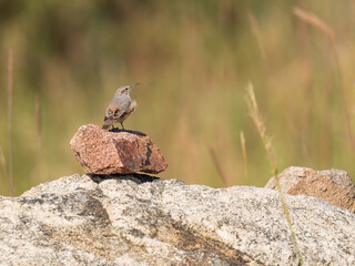 Rock Wren perched on rock, Cheyenne Mountain State Park, Colorado