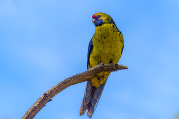 Green rosella (Platycercus caledonicus)