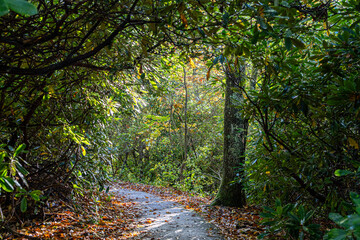 path in autumn forest