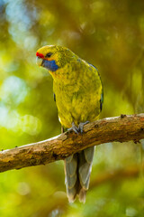 Green rosella (Platycercus caledonicus)