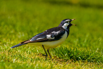 Magpie-lark (Grallina cyanoleuca)
