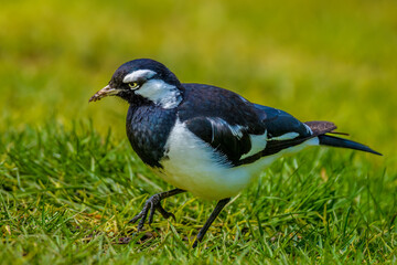 Magpie-lark (Grallina cyanoleuca)