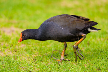 Dusky moorhen (Gallinula tenebrosa)