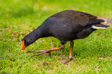 Dusky moorhen (Gallinula tenebrosa)
