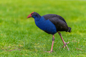 Purple Swamphen (Porphyrio porphyrio)