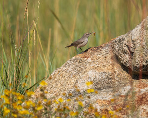 Rock Wren feeding on bug, Cheyenne Mountain State Park, Colorado
