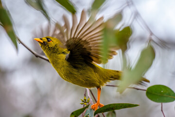 Bell miner (Manorina melanophrys)
