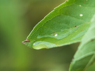 fresh rain pooling on sunflower leaf
