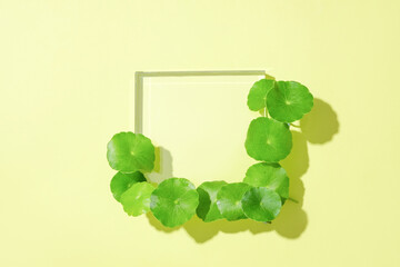 Fresh pennywort leaves are arranged on the edge of the glass platform. Centella helps treat fatigue, anxiety, depression, mental disorders, Alzheimer's disease and improves memory.