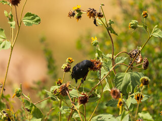Blackbird feeding on wild sunflowers