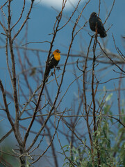 Yellow-headed and Brewer's Blackbirds in tree