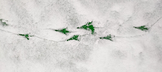 Bird tracks in the first snow.