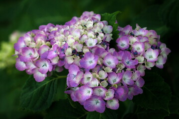 close up of pink hydrangea
