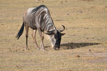 Antilopen im Nationalpark Tsavo Ost, Tsavo West und Amboseli in Kenia