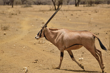 Antilopen im Nationalpark Tsavo Ost, Tsavo West und Amboseli in Kenia