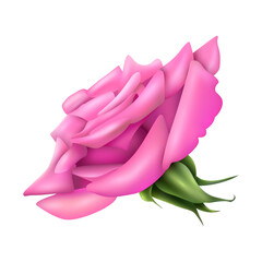 Vector big pink rose illustration on white background