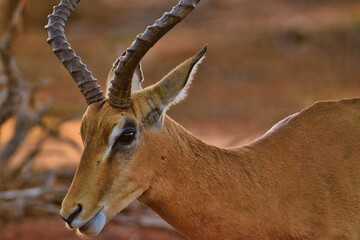 Antilopen im Nationalpark Tsavo Ost, Tsavo West und Amboseli in Kenia