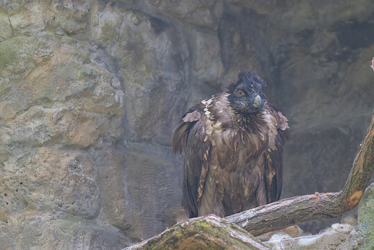 The bearded vulture, also known as the lammergeier and ossifrage, is a very large bird of prey. A large bird with a curved beak stands on a rock.