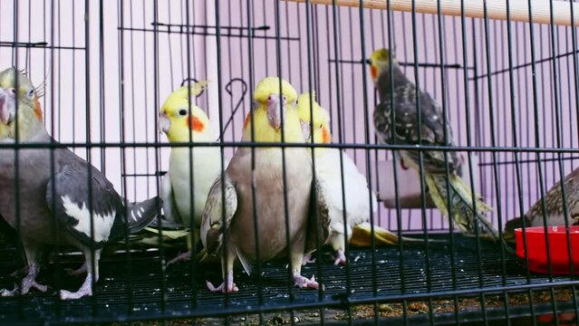 Beautiful yellow cockatiel parrots in the cage.