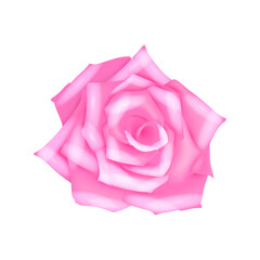 Vector rose realistic with pink flower isolated