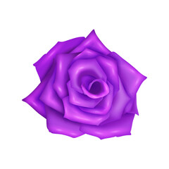 Vector rose realistic with purple flower isolated
