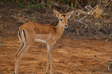 Antilopen im Nationalpark Tsavo Ost, Tsavo West und Amboseli in Kenia
