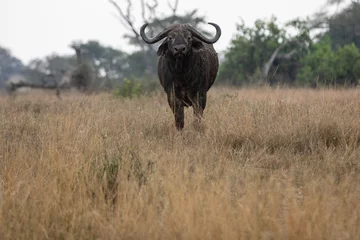 Photo sur Plexiglas Parc national du Cap Le Grand, Australie occidentale An African buffalo or Cape buffalo (Syncerus caffer) in Tanzania.