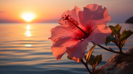 A solitary hibiscus with its petals opening to the first light of day.