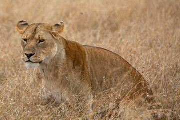 A Lion - late afternoon stalking for prey - Tanzania.	
