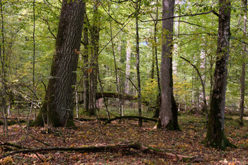Autumnal deciduous stand with rotting wood