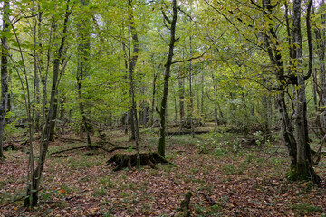Autumnal deciduous stand with rotting wood