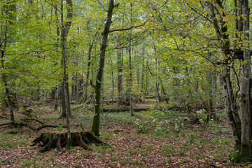 Autumnal deciduous stand with rotting wood