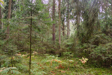Autumnal coniferoustree stand with moss and broken trees