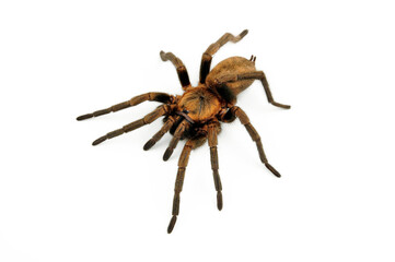 Chilenische Falltürspinne // Chilean Trapdoor Spider (Acanthogonatus francki) - Chile 