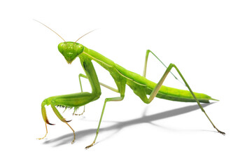 Pray Mantis	