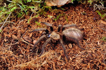 Chilenische Falltürspinne // Chilean Trapdoor Spider (Acanthogonatus francki) - Chile 