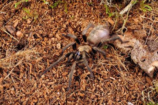 Chilenische Fallt&uuml;rspinne // Chilean Trapdoor Spider (Acanthogonatus francki) - Chile 