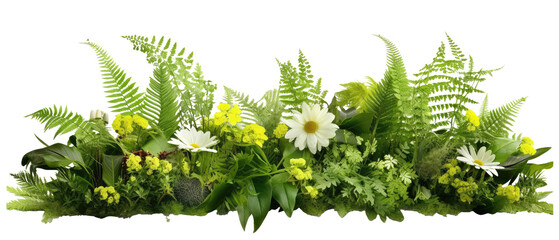 ferns and flowers isolated on transparent background