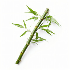 Fototapeta na wymiar Bamboo isolated on white