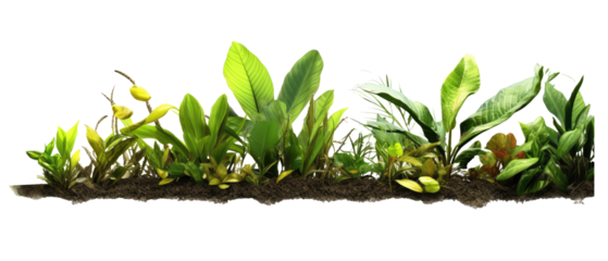 plants on the ground in the image variety isolated on transparent background