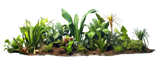 plants on the ground in the image variety isolated on transparent background