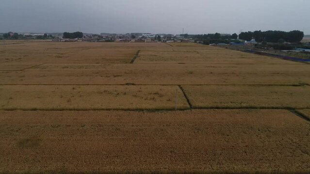 Mature rice in farmland, aerial photo, North China
