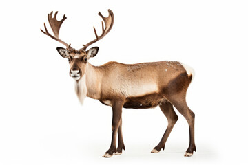 Close up photograph of a full body reindeer isolated on a solid white background