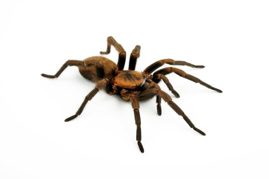 Chilenische Fallt&uuml;rspinne // Chilean Trapdoor Spider (Acanthogonatus francki) - Chile 