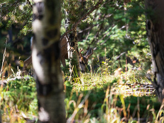 young mule deer buck in the woods